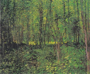 Arbres et sous-bois